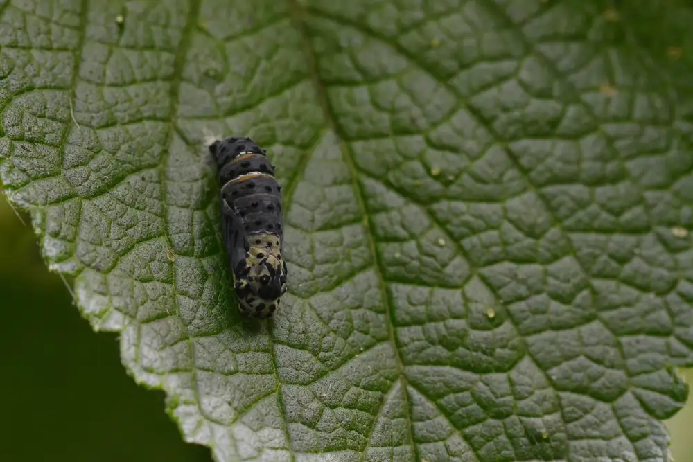 Pupa