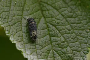 Pupa